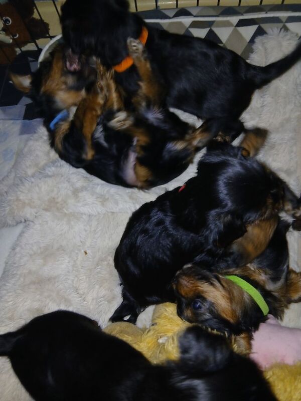Yorkshire Terrier puppies for sale in Manchester, Greater Manchester – 6 weeks old - Image 11 of 13