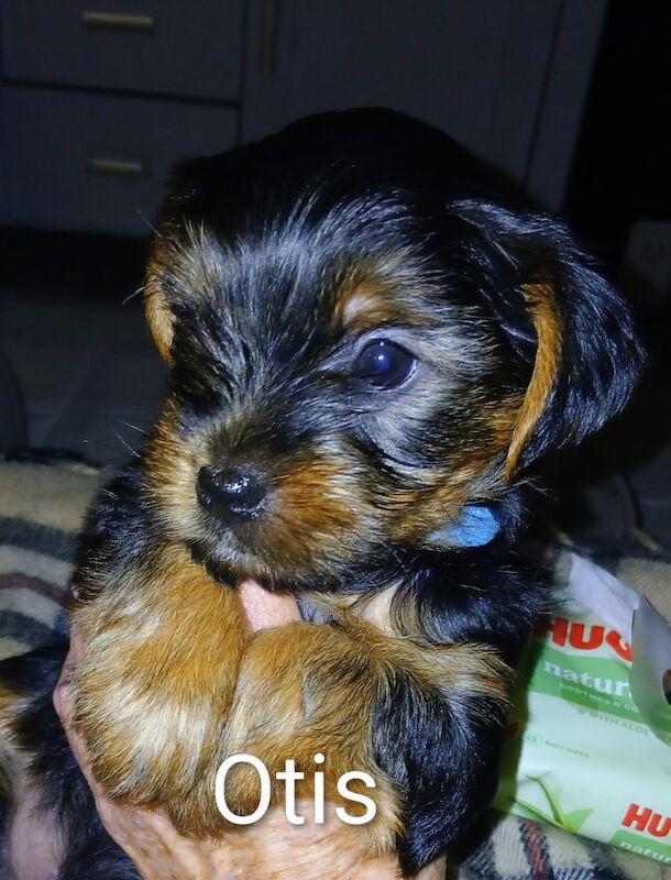 Yorkshire Terrier puppies for sale in Manchester, Greater Manchester – 7 weeks old - Image 10 of 15