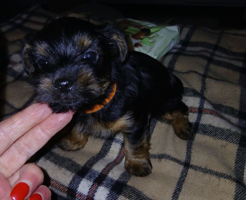 Yorkshire Terrier puppies for sale in Manchester, Greater Manchester – 7 weeks old - Image 12 of 15