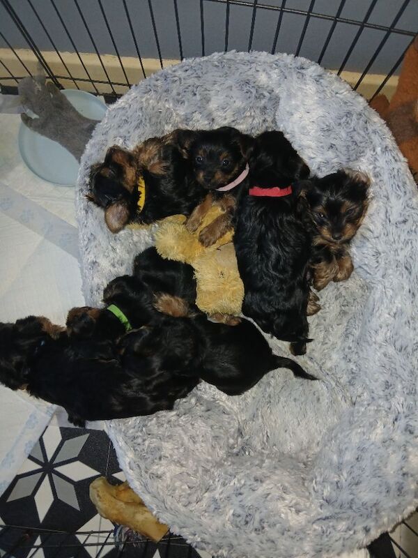 Yorkshire Terrier puppies for sale in Manchester, Greater Manchester – 7 weeks old - Image 15 of 15