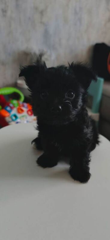 Adorable Black Puppy Girl Looking for a Loving Home