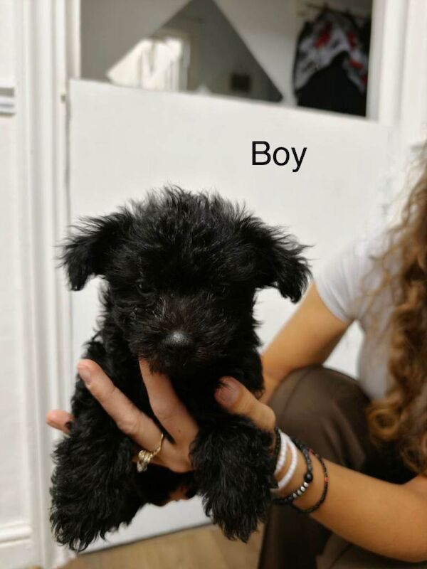 Adorable Black Puppy Girl Looking for a Loving Home - Image 2 of 6