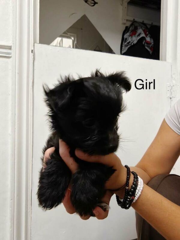 Adorable Black Puppy Girl Looking for a Loving Home - Image 3 of 6