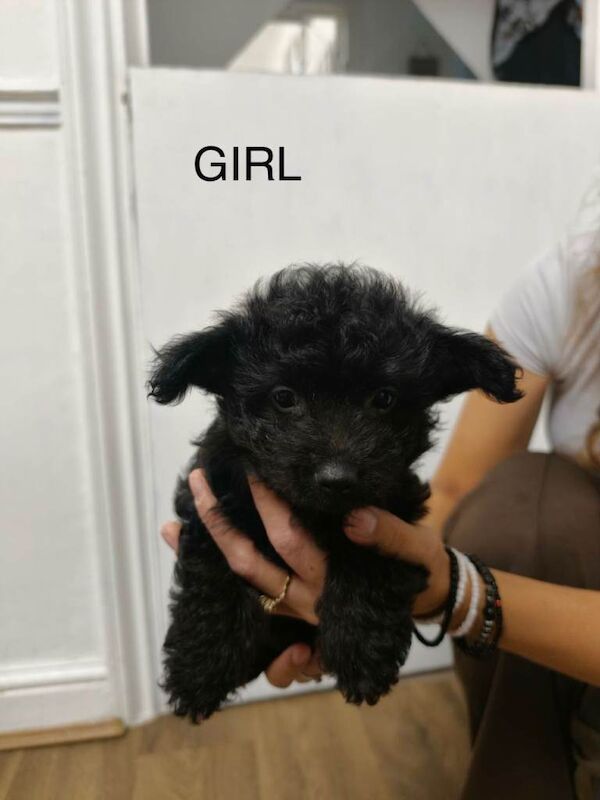 Adorable Black Puppy Girl Looking for a Loving Home - Image 4 of 6