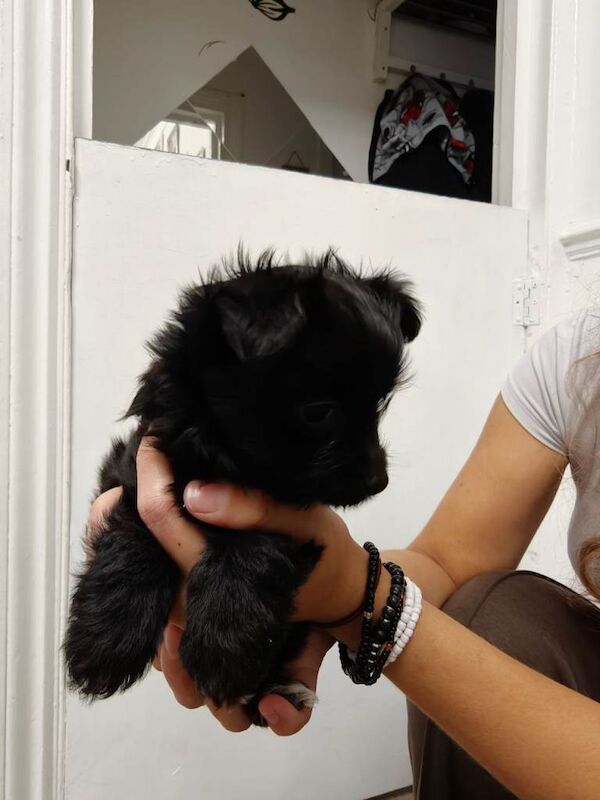 Adorable Black Puppy Girl Looking for a Loving Home - Image 5 of 6