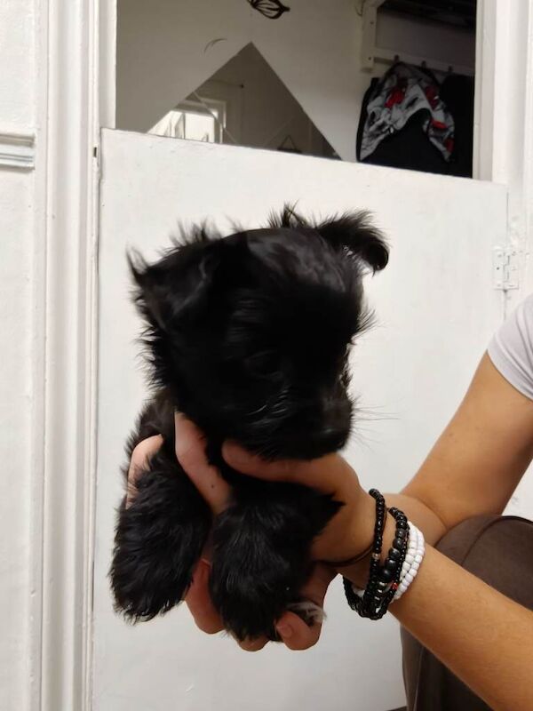 Adorable Black Puppy Girl Looking for a Loving Home - Image 6 of 6
