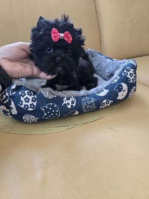 Yorkshire Terrier Puppies For Sale Under £1,000