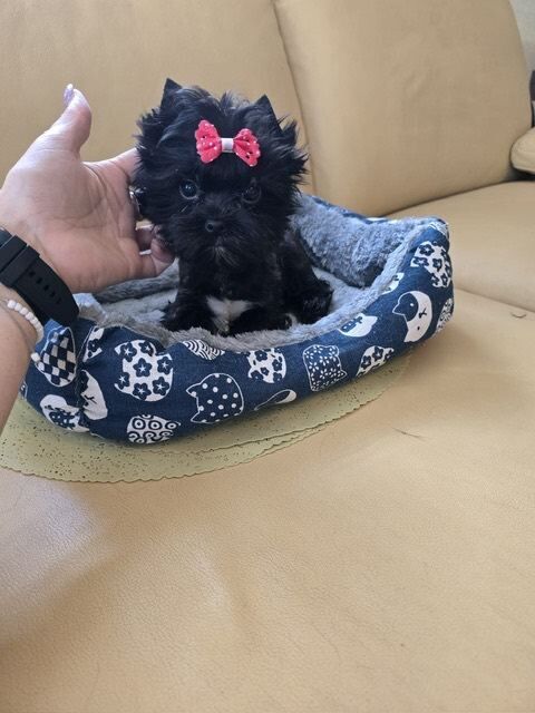 Adorable Colourful Pedigree Miniature Yorkshire Terrier puppies - Image 2 of 4