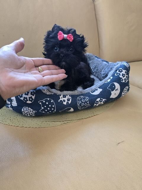 Adorable Colourful Pedigree Miniature Yorkshire Terrier puppies - Image 3 of 4