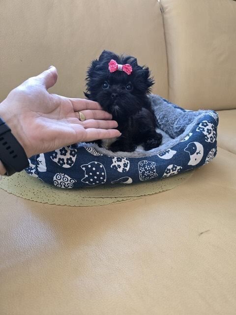 Adorable Colourful Pedigree Miniature Yorkshire Terrier puppies - Image 4 of 4