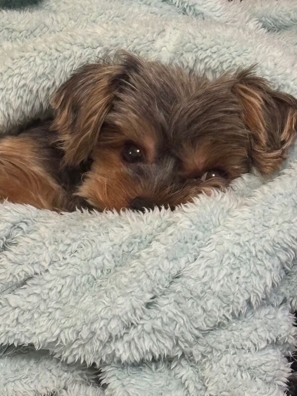 Yorkshire Terrier stud dog for stud in Newtown/Y Drenewydd, Powys – KC registered, 1 year old