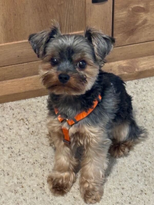 Yorkshire Terrier stud dog for stud in Newtown/Y Drenewydd, Powys – KC registered, 1 year old - Image 2 of 3
