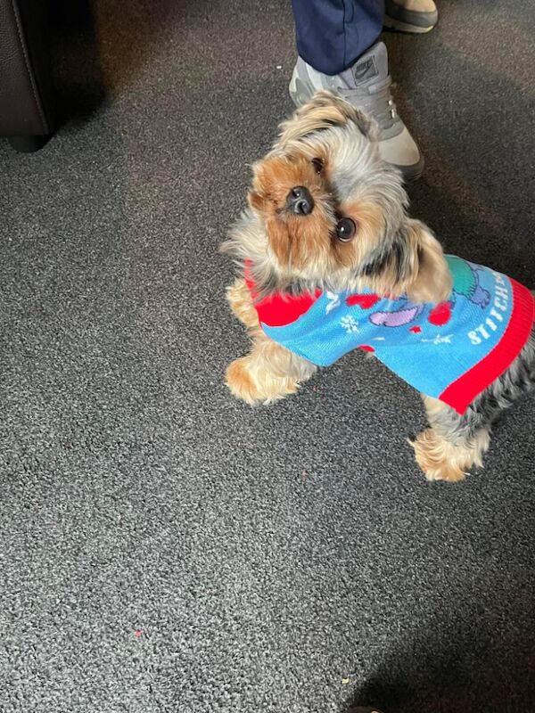 Yorkshire Terrier stud dog for stud in Newtown/Y Drenewydd, Powys – KC registered, 1 year old - Image 3 of 3