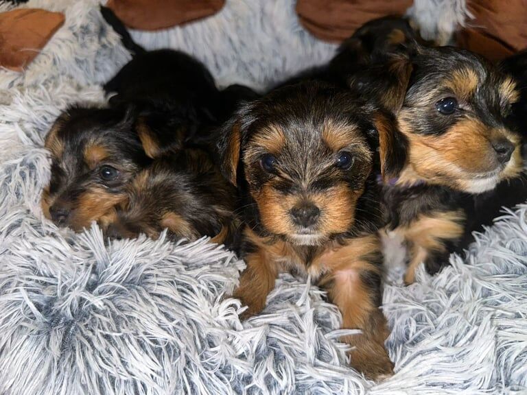 Yorkshire Terrier puppies for sale in Croydon, Greater London – 6 weeks old