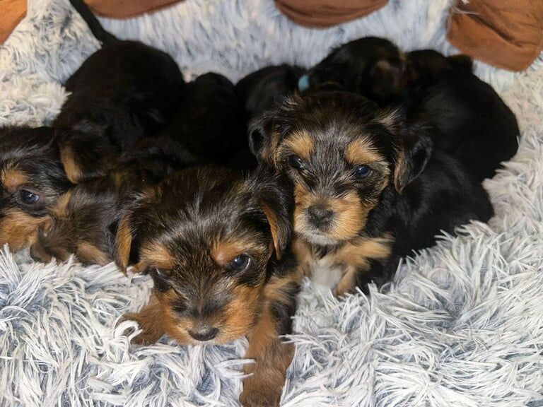 Yorkshire Terrier puppies for sale in Croydon, Greater London – 6 weeks old - Image 2 of 6