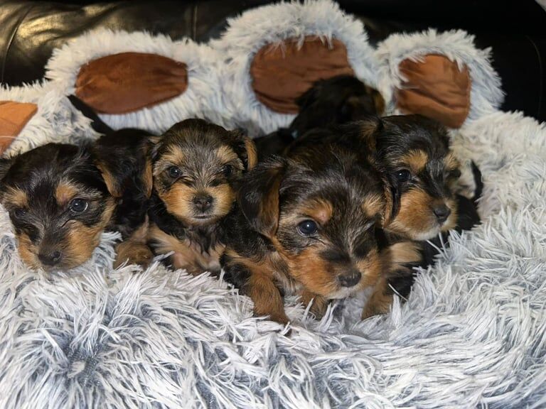 Yorkshire Terrier puppies for sale in Croydon, Greater London – 6 weeks old - Image 3 of 6