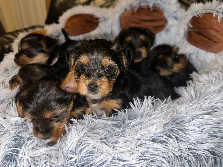 Yorkshire Terrier puppies for sale in Croydon, Greater London – 6 weeks old - Image 4 of 6