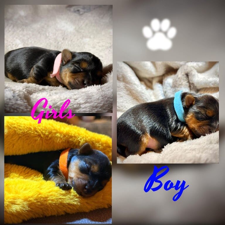 Yorkshire Terrier puppies for sale in Penarth, South Glamorgan – 7 weeks old - Image 2 of 5