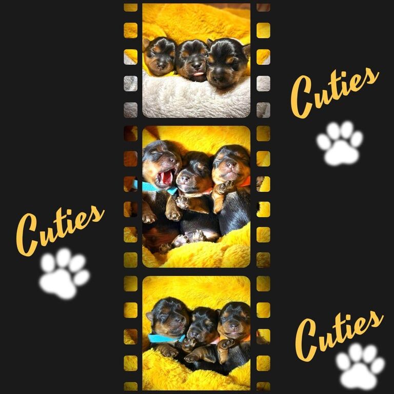 Yorkshire Terrier puppies for sale in Penarth, South Glamorgan – 7 weeks old - Image 3 of 5