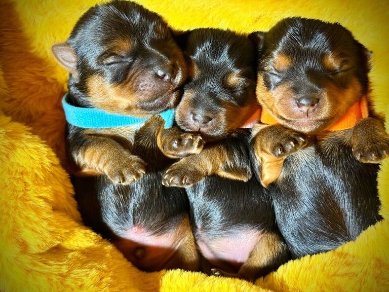 Yorkshire Terrier puppies for sale in Penarth, South Glamorgan – 7 weeks old - Image 4 of 5