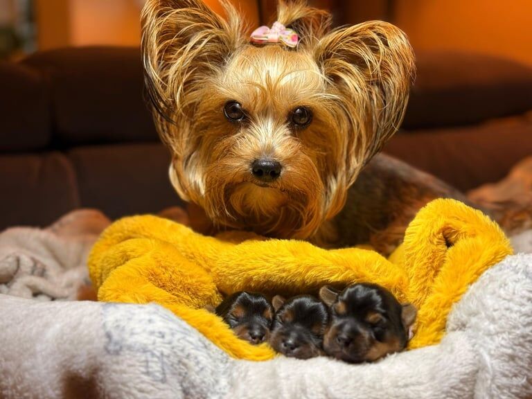 Yorkshire Terrier puppies for sale in Penarth, South Glamorgan – 7 weeks old - Image 5 of 5