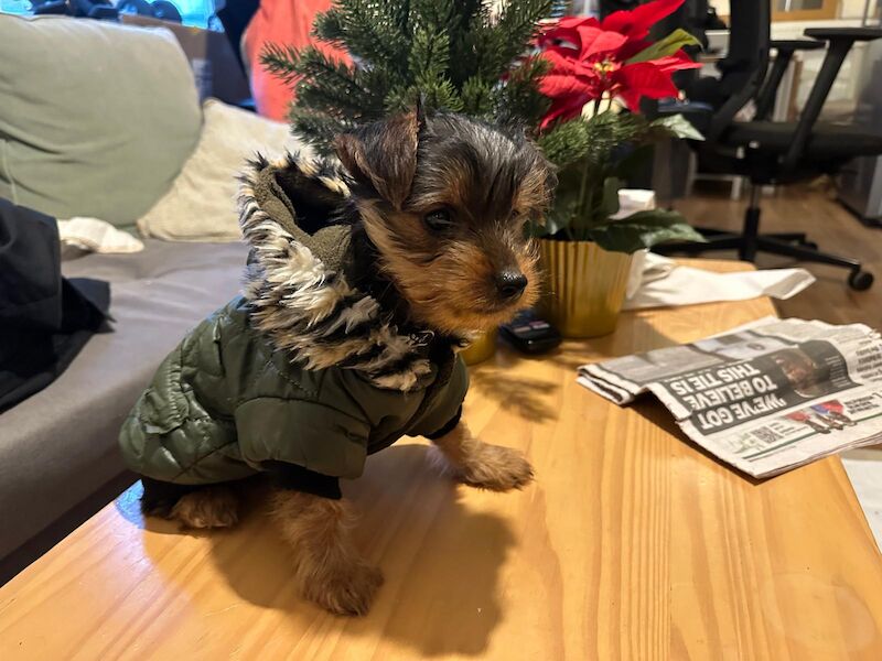 Adorable Tiny Teacup Yorkshire Terrier Puppy Ready for Love - Image 2 of 4