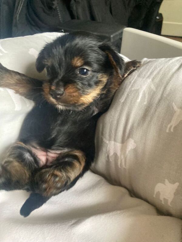 Adorable Tiny Teacup Yorkshire Terrier Puppy Ready for Love - Image 3 of 4