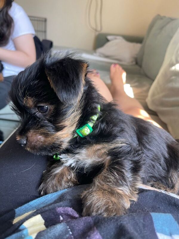 Adorable Tiny Teacup Yorkshire Terrier Puppy Ready for Love - Image 4 of 4