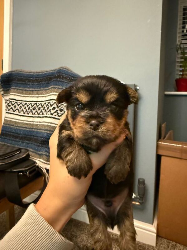 Yorkshire Terrier puppies for sale in Leek, Staffordshire – 4 weeks old - Image 3 of 4