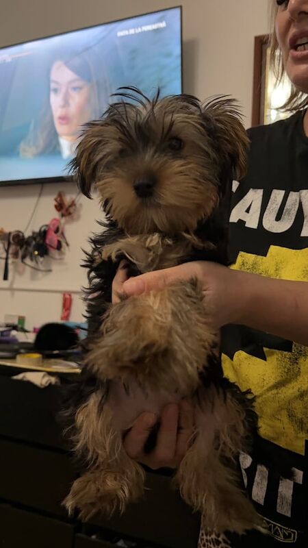 Yorkshire Terrier puppies for sale in Newham, Cornwall – 3 months old - Image 2 of 6