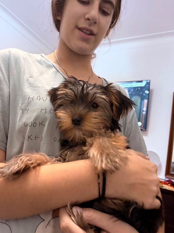Yorkshire Terrier puppies for sale in Newham, Cornwall – 3 months old - Image 3 of 6