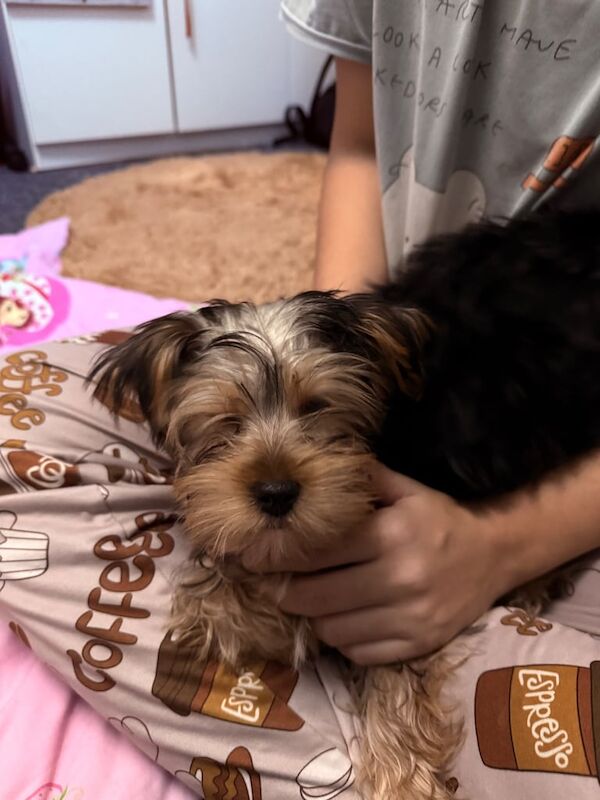 Yorkshire Terrier puppies for sale in Newham, Cornwall – 3 months old - Image 4 of 6