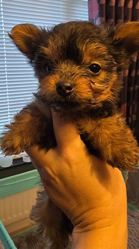 Yorkshire Terrier puppies for sale in Newry, County Down – 8 weeks old
