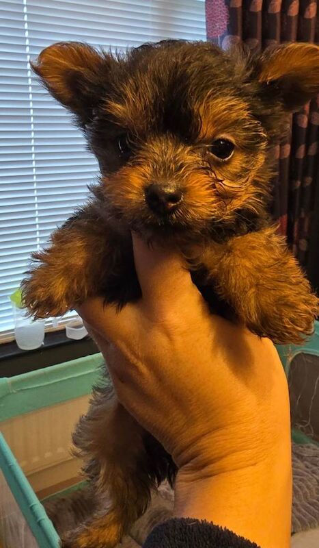Yorkshire Terrier puppies for sale in Newry, County Down – 8 weeks old - Image 2 of 2