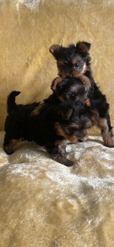 Adorable Yorkshire terrier puppies for sale in Aberdeen, City of Aberdeen