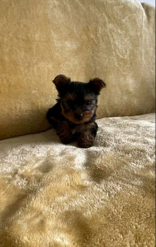Adorable Yorkshire terrier puppies for sale in Aberdeen, City of Aberdeen | Image 2