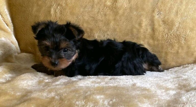 Adorable Yorkshire terrier puppies for sale in Aberdeen, City of Aberdeen | Image 3
