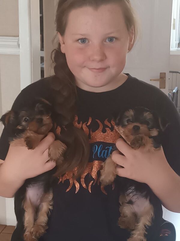 Yorkshire Terrier puppies for sale in Salford, Greater Manchester – 7 weeks old