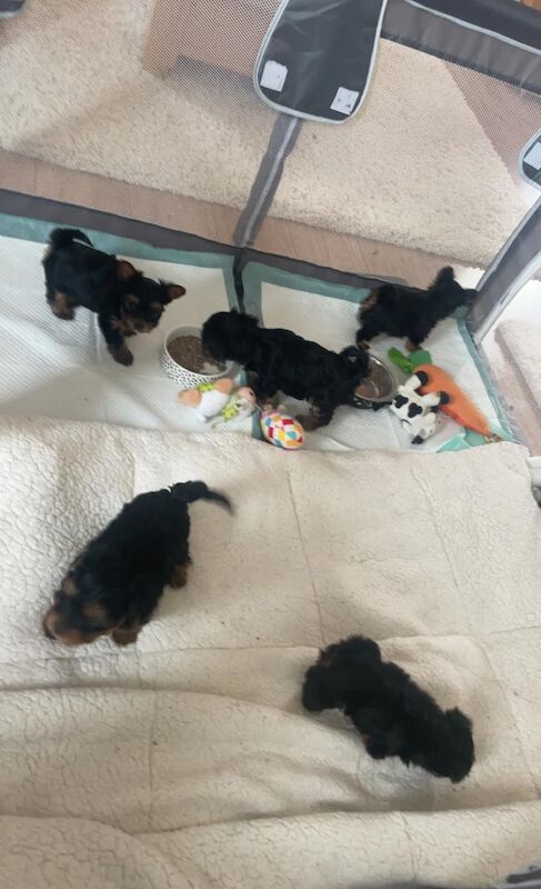 Yorkshire Terrier puppies for sale in Glasgow, City of Glasgow – 7 weeks old