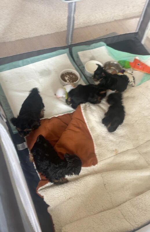 Yorkshire Terrier puppies for sale in Glasgow, City of Glasgow – 7 weeks old - Image 2 of 5