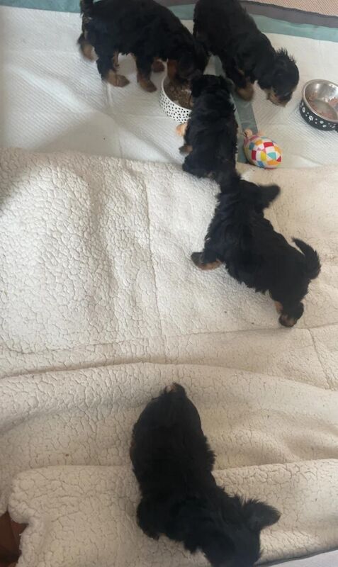 Yorkshire Terrier puppies for sale in Glasgow, City of Glasgow – 7 weeks old - Image 3 of 5