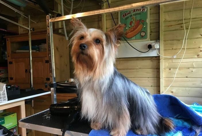 Yorkshire Terrier puppies for sale in Glasgow, City of Glasgow – 7 weeks old - Image 5 of 5