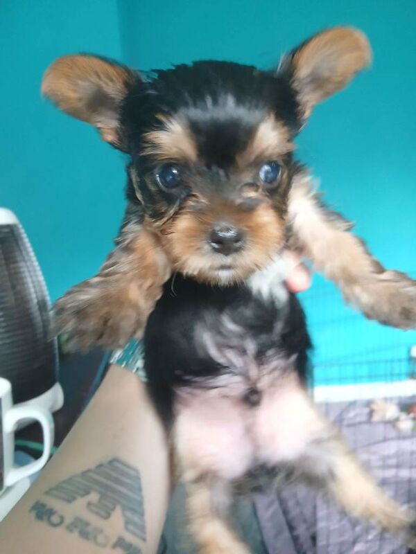Adorable Yorkshire Terrier Puppies