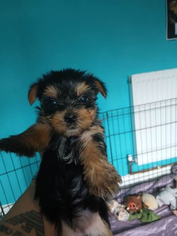 Adorable Yorkshire Terrier Puppies - Image 2 of 3