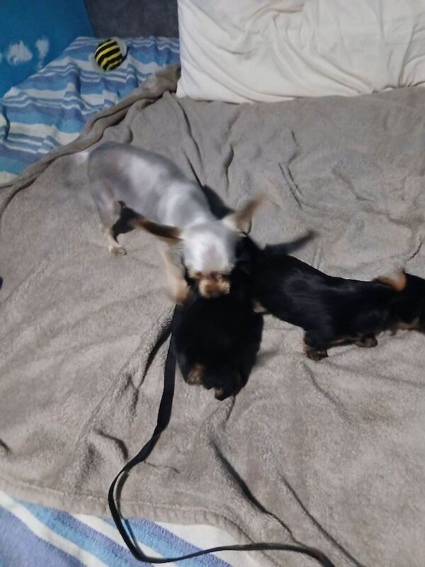 Adorable Yorkshire Terrier Puppies - Image 3 of 3