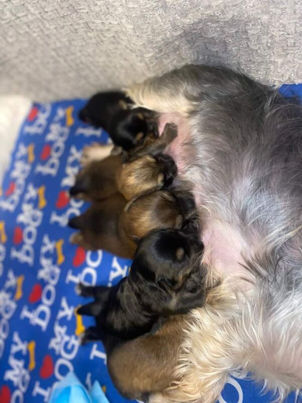Adorable Yorkshire Terrier Puppies – Ready 28th April!