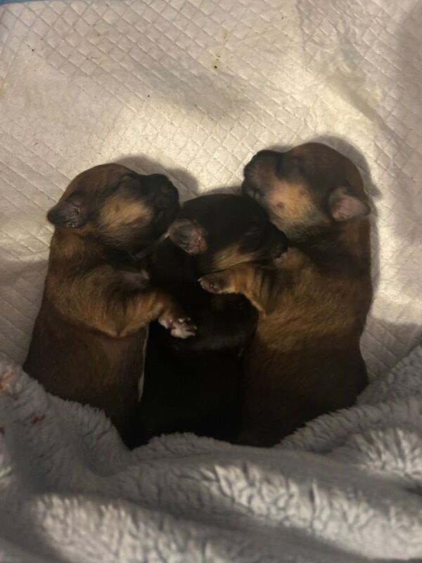 Adorable Yorkshire Terrier Puppies – Ready 28th April! - Image 3 of 4