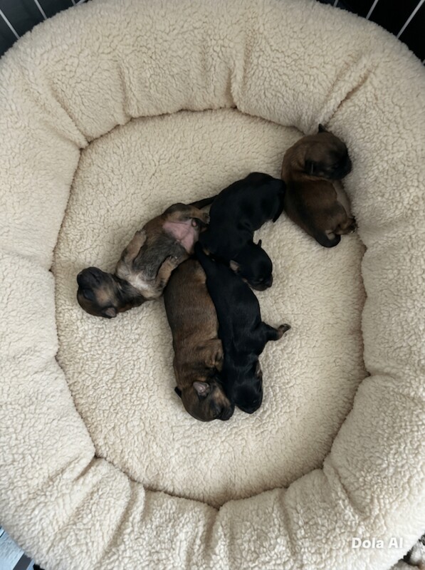 Adorable Yorkshire Terrier Puppies – Ready 28th April! - Image 4 of 4
