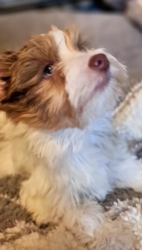 Yorkshire Terrier puppies for sale in South Side, City of Edinburgh – 3 months old