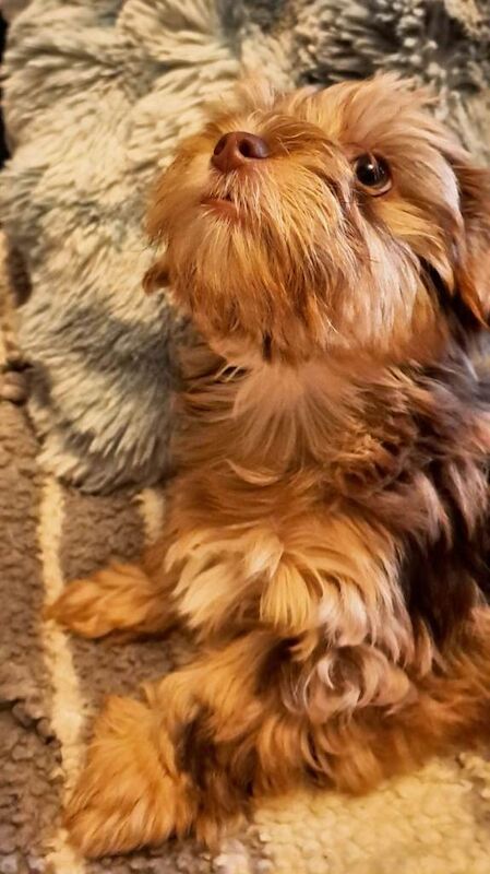 Yorkshire Terrier puppies for sale in South Side, City of Edinburgh – 3 months old - Image 2 of 4
